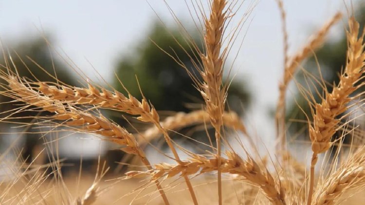 Son Dakika: Toprak Mahsuller Ofisi’nin sert ekmeklik buğday ve arpa alım fiyatları belli oldu