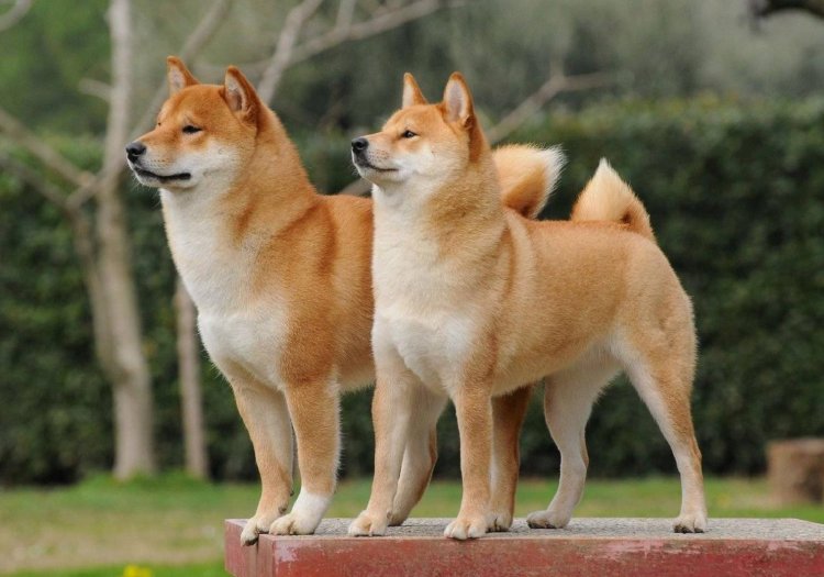 Shiba Inu ile Ödeme BitPay Entegrasyonu ile 179 Ülkede Etkinleştirildi