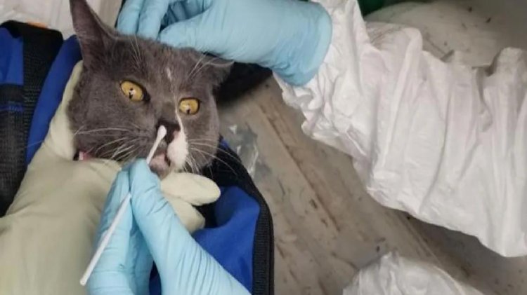 Kediden insana geçen ilk koronavirüs vakası tespit edildi! Doktorun yüzüne hapşırmış