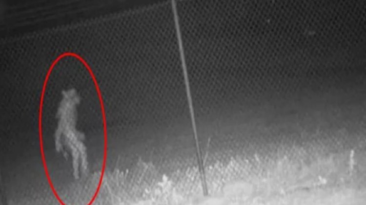 Hayvanat bahçesinin güvenlik kamerasına yakalanan gizemli yaratık ABD’yi karıştırdı