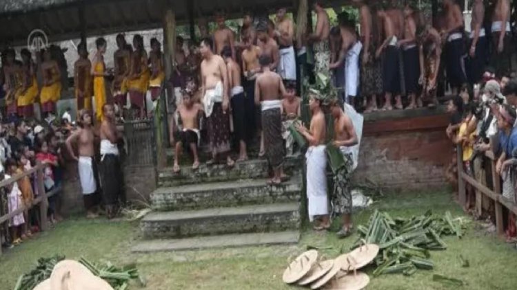 Bali’de geleneksel “bitki dövüşü”