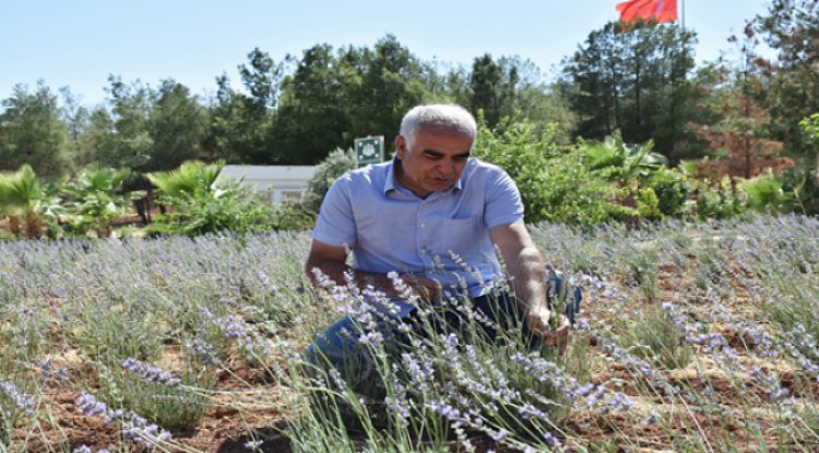 Harran Üniversitesinden Verimsiz Toprakları Verimli Hale Getirme Çalışması