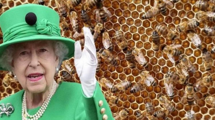 Kraliçe Elizabeth’in ölümü kraliyete bal yapan arılara da söylendi! Nedeni de olay kadar ilginç