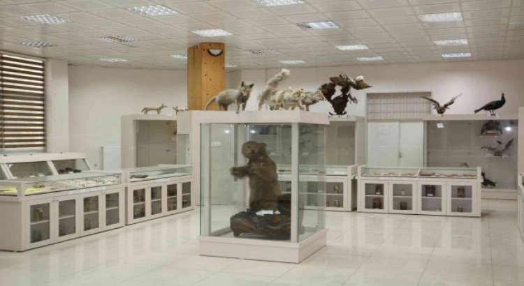Pandemi sonrası Dicle Üniversitesinde Zooloji Müzesi ziyaretçilerini bekliyor