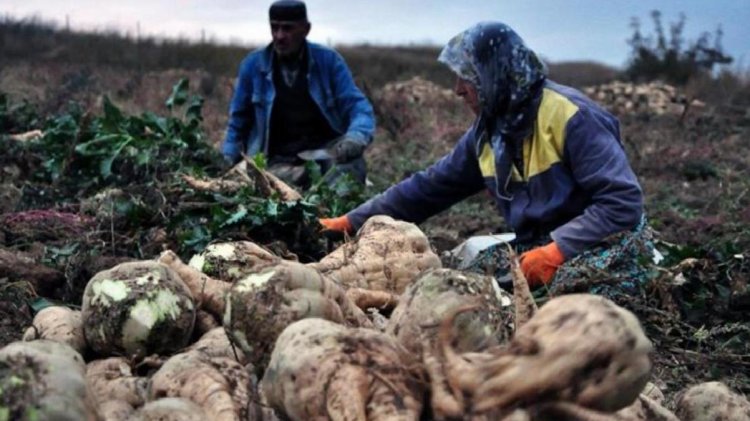 Son Dakika! Şeker pancarının alım fiyatı yüzde 245 artışla ton başına 1450 lira oldu