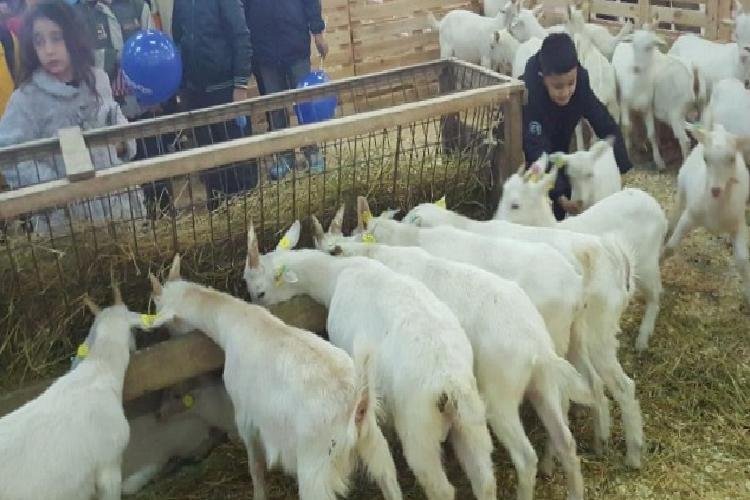 Hayvancılık sektörü Mustafakemalpaşa’da buluşacak