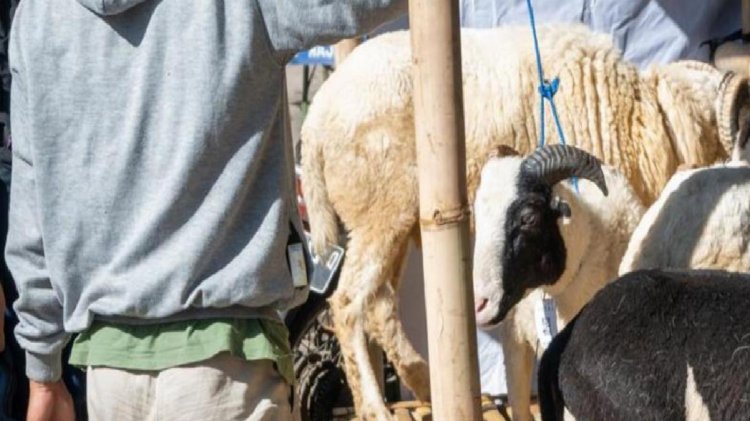 Raporluyken kurban pazarında çalışan emekçi kovuldu! Mahkemelik olan olayda Yargıtay’dan emsal karar