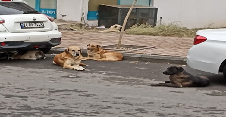 Sokak köpekleri sürü halinde şehrin göbeğinde dolaşmaya başladı