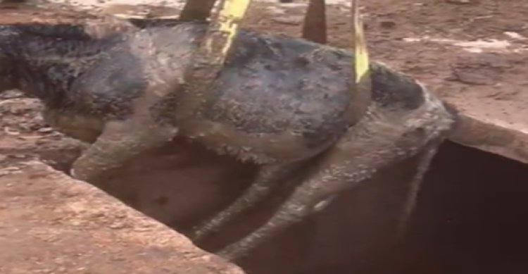 Şanlıurfa&#039;da foseptik çukuruna düşen inek kurtarıldı