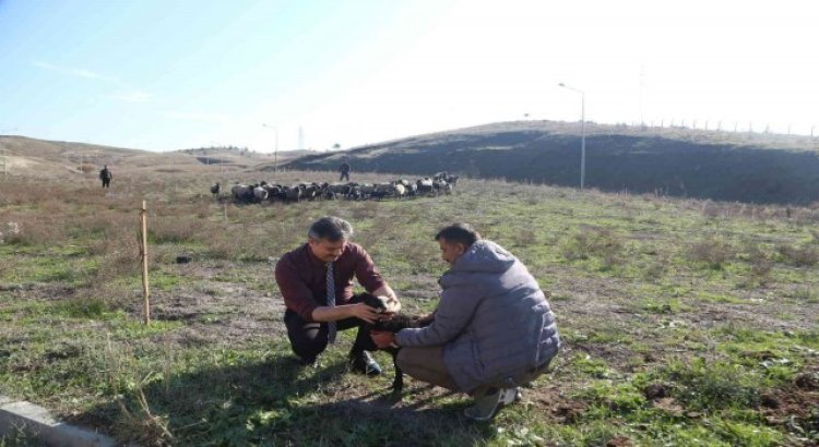 Ukraynadan Siirte getirilen koyunlar bölgeye uyum sağladı
