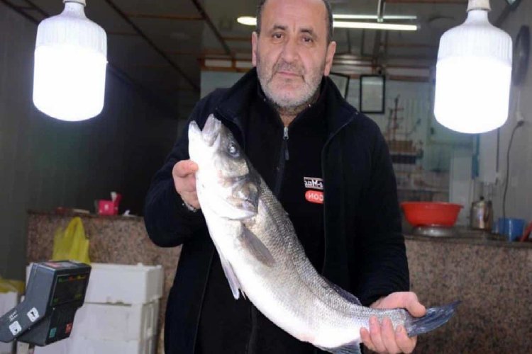 Karadeniz’de 4,5 kiloluk levrek avlandı