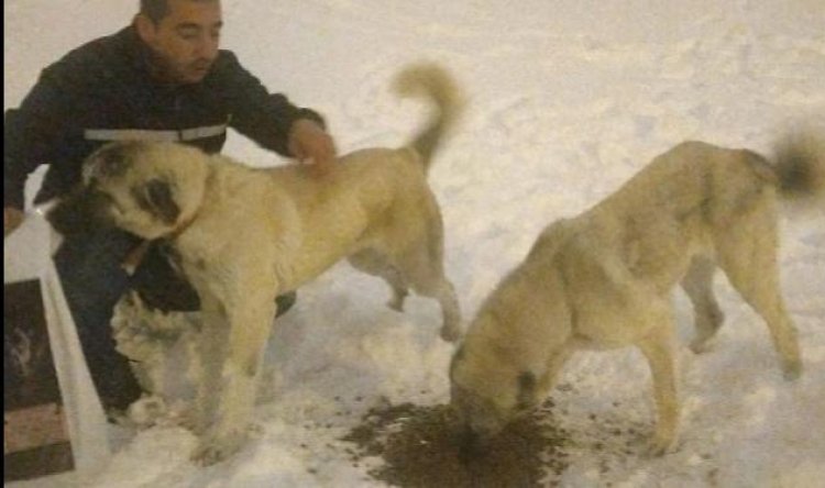 Karaman Belediyesi Sokak Hayvanlarını Tekrar Unutmadı
