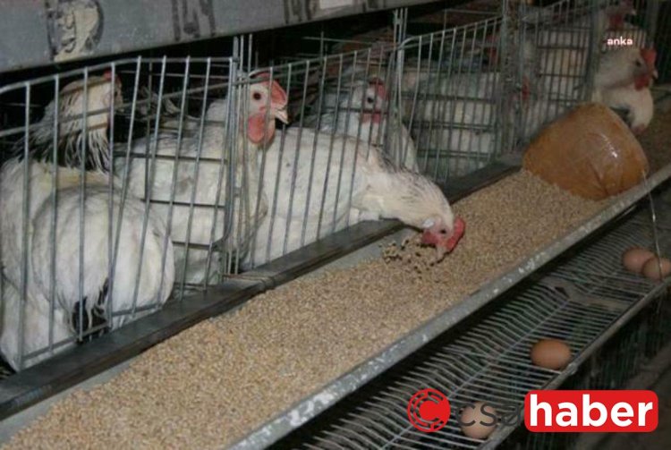 Tüik: Tavuk ve Hindi Eti Üretimi, Aralık Ayında Önceki Yılın Aynı Dönemine Göre Geriledi