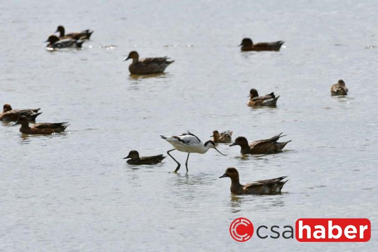 Çin, Kuşların Göç Yolarını Korumak İçin Ülke Genelinde Çalışma Başlattı