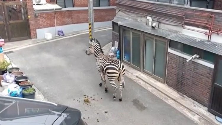 Hayvanat bahçesinden kaçan zebra saatlerce sokaklarda dolaştı