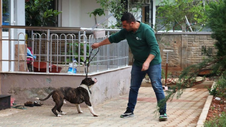 Sokağa terk edilen Pitbull gezintiye çıkarılan köpeğe saldırdı