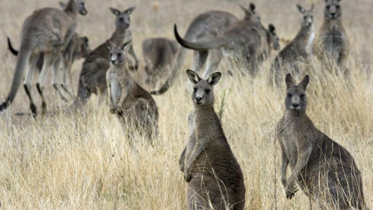 Avustralya'da kanguru itlafı tartışmaları büyüyor