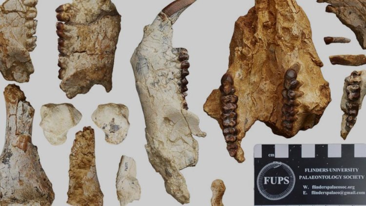 Avustralya’da 25 milyon yıl önce yaşamış yeni bir tür keşfedildi