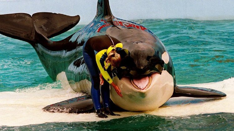 Katil balina Lolita’nın 52 yıllık esaretten sonra yuvasına dönmesi planlanıyor