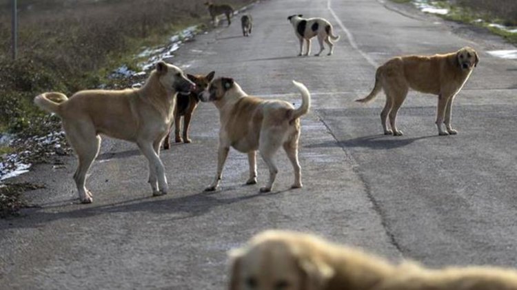 Yer: Kastamonu! Başıboş köpekler, işe giden sağlık personeline saldırdı