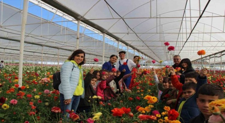 Aksuda Anaokulu öğrencileri çiçek hasadında