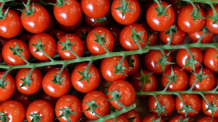 Rusya’ya domates kotası 500 bin tona yükseltildi
