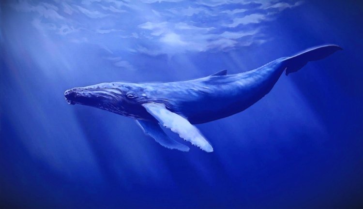 Santiment Balinaları Analiz Etti: Bu 5 Altcoin Öne Çıktı!
