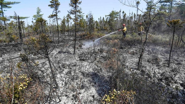 Kanada’daki orman yangınlarında 4,4 milyon hektarlık alan küle döndü