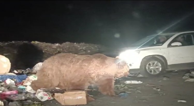 Kars'da görülen ayılar turistlerin ilgi odağı oldu