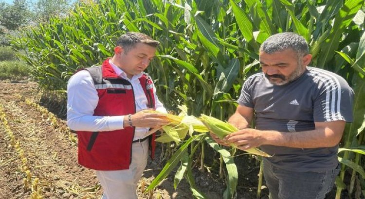 Tarım Müdürü ilmeç slajlık mısır hasadına katıldı