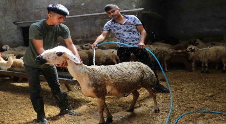 Besiciler hayvanlarını soğuk suyla yıkadı