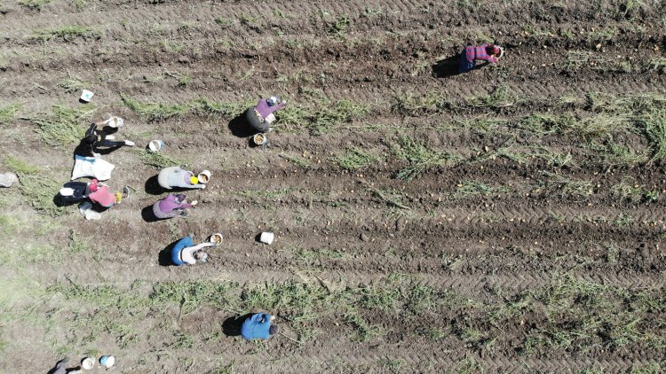 Bolu’da patates işçilerinin günlük yevmiyesi belli oldu