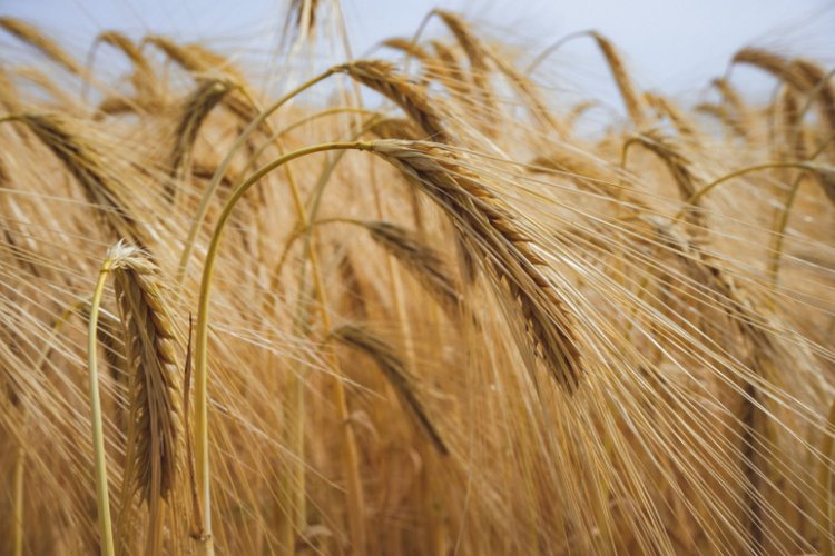 Buğday ve arpa alım fiyatları açıklandı! TOBB resmi alım listelerinde dalgalanma görüldü