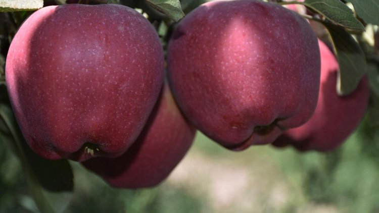 Elmanın üretici ile market arasındaki fiyat farkı yüzde 450 oldu!