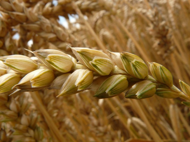 TOBB buğday ev arpa fiyatları açıklandı! Buğday ve arpa fiyatları yeniden yükseliyor