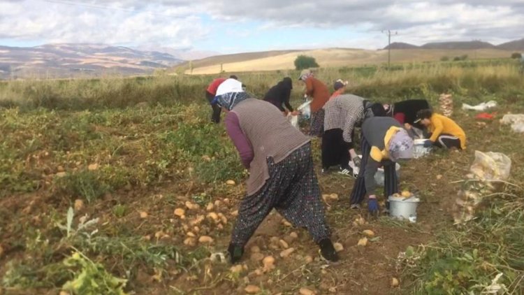 Erzincan’da patates toplama işçilerinin günlük yevmileri belli oldu