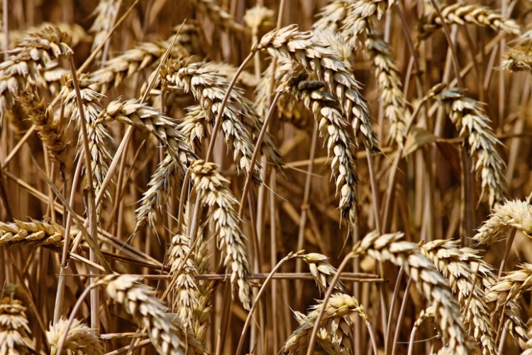 Buğday ve arpa alımında fiyatlar düşüyor! TOBB güncel buğday ve arpa fiyatları düşüşe geçti