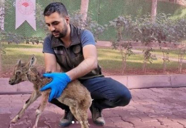 Adıyaman’da bitkin bulunan yavru dağ keçisi Şanlıurfa’da tedavi edilecek