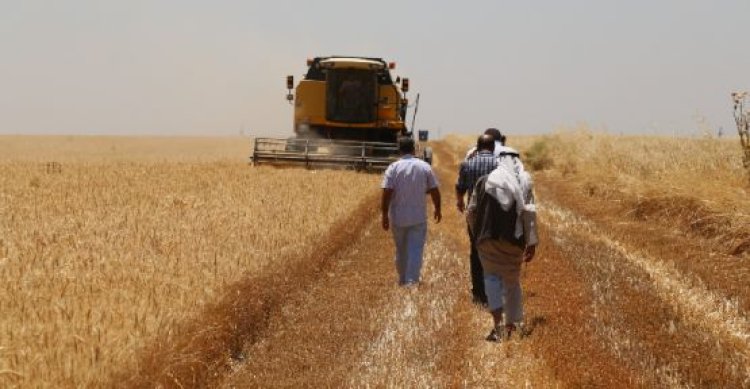 Urfalı çiftçiler müjde: Bugün hesaplara yatıyor