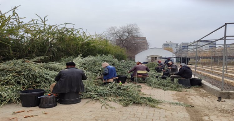 Şanlıurfa’da 100 bin adat zeytin fidesi üretilecek